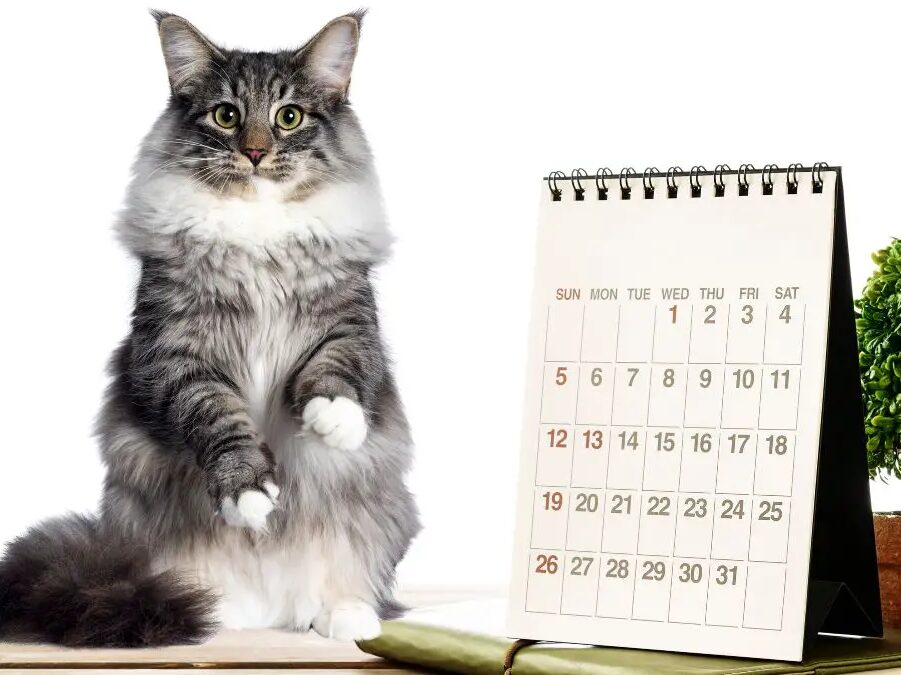 2022 cat calendar cat holidays