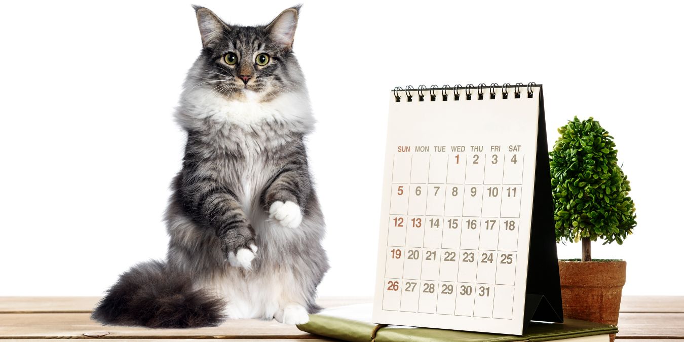 2022 cat calendar cat holidays