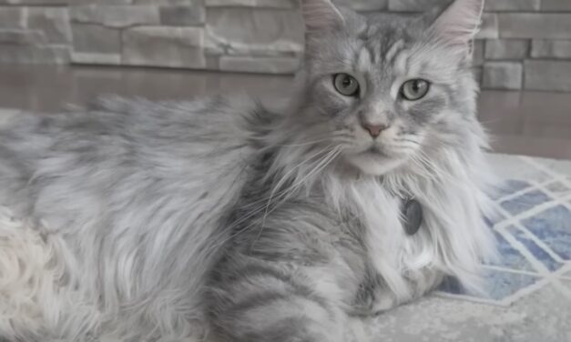 the-catnip-times-celebrate-cats-every-day