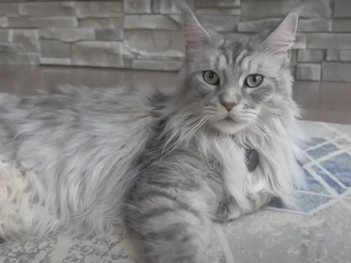 maine coon who is guinness world record holder for longest tail