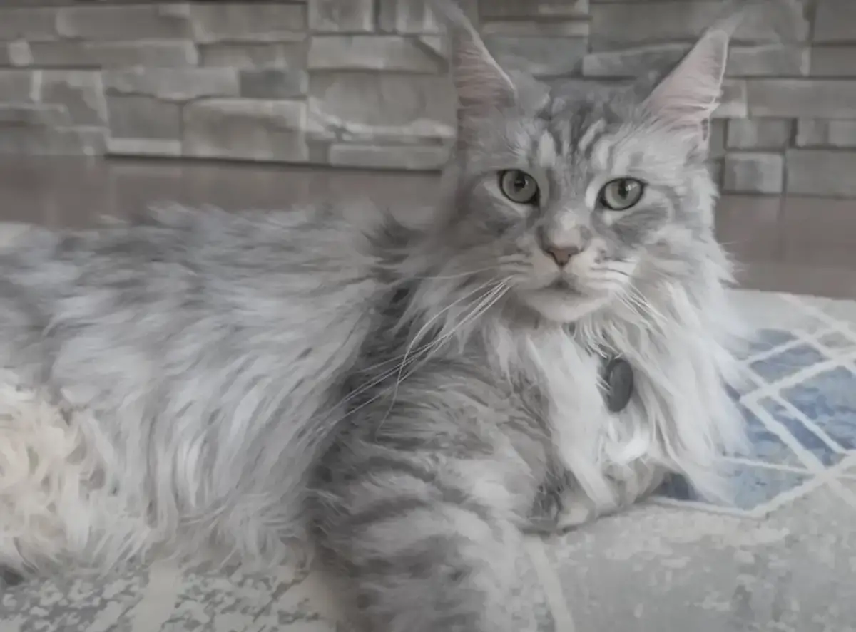 maine coon who is guinness world record holder for longest tail