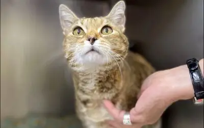 Cat That Went Missing 9 Years Ago in California is Found in Idaho