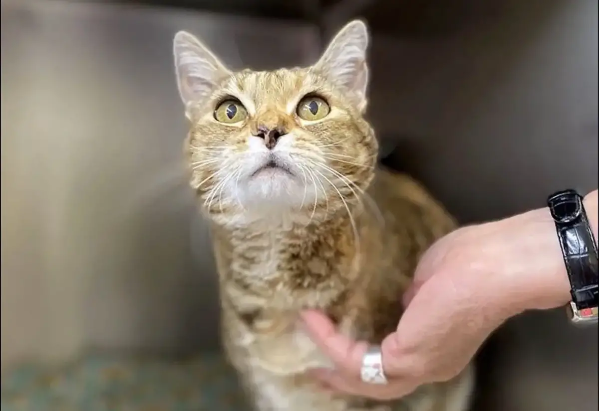 harriet the wanderer happy at Idaho shelter