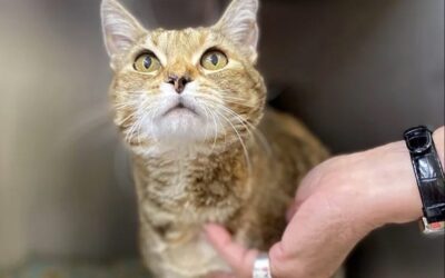 Cat That Went Missing 9 Years Ago in California is Found in Idaho