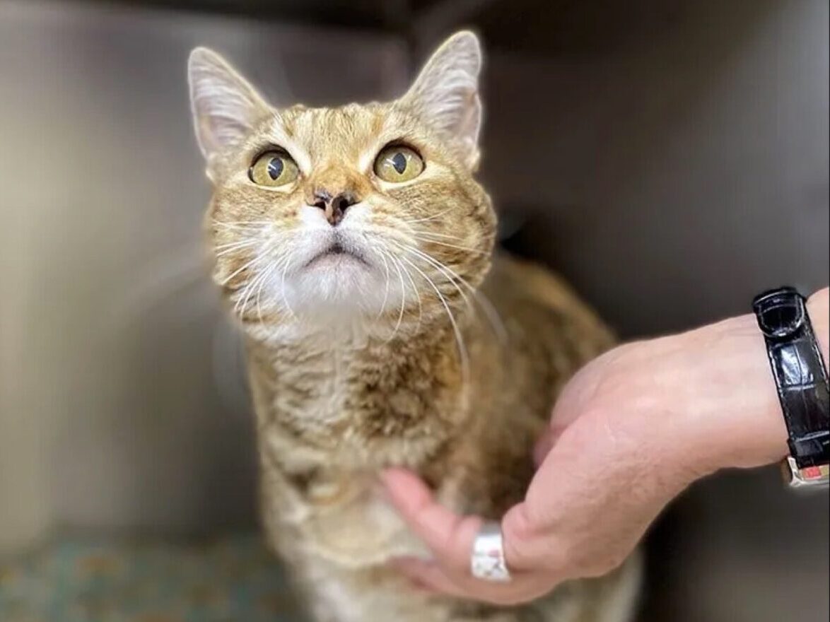 harriet the wanderer happy at Idaho shelter