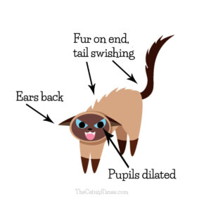 cartoon siamese cat that is unhappy with ears back, dilated pupils, fur on end and tail swishing