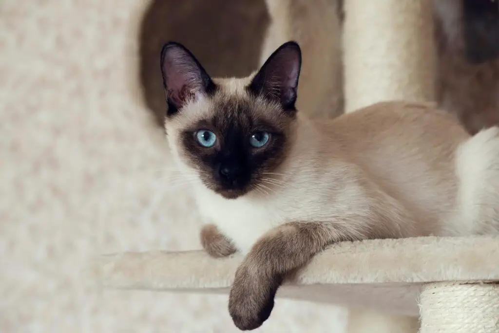 Portrait of a siamese cat sitting in a cat tree