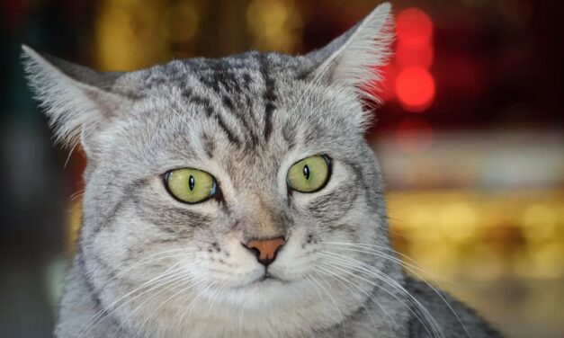 Study Finds Cats Respond To Owner’s “Baby Talk”