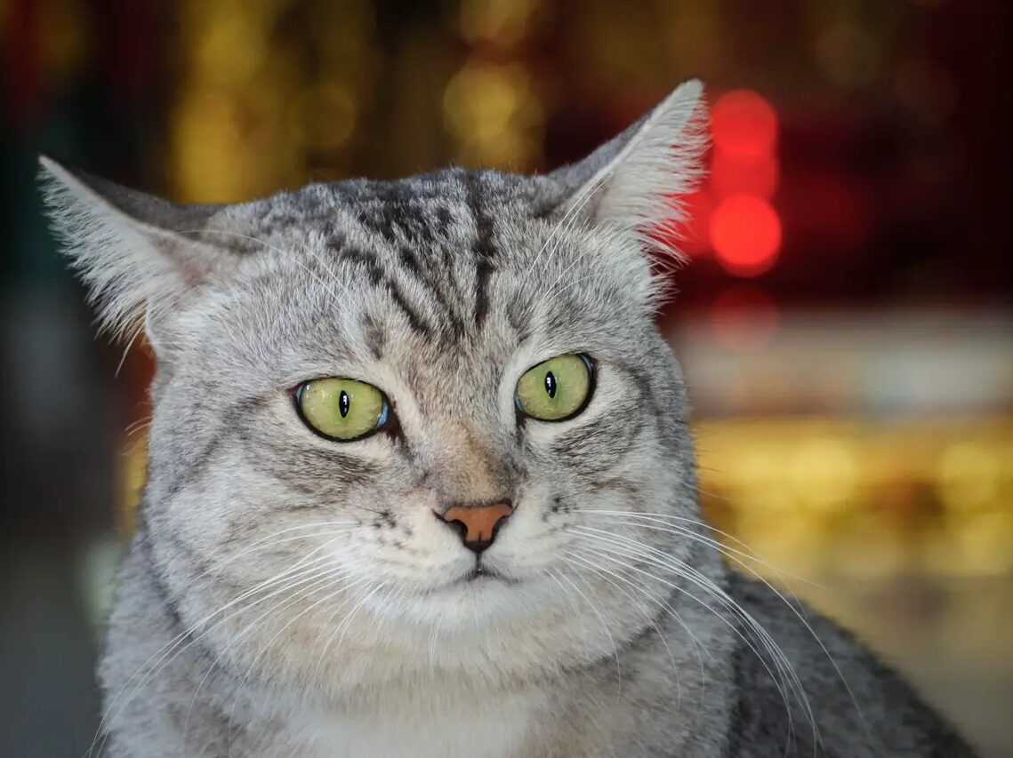young american shorthair gray tabby cat with their ears back
