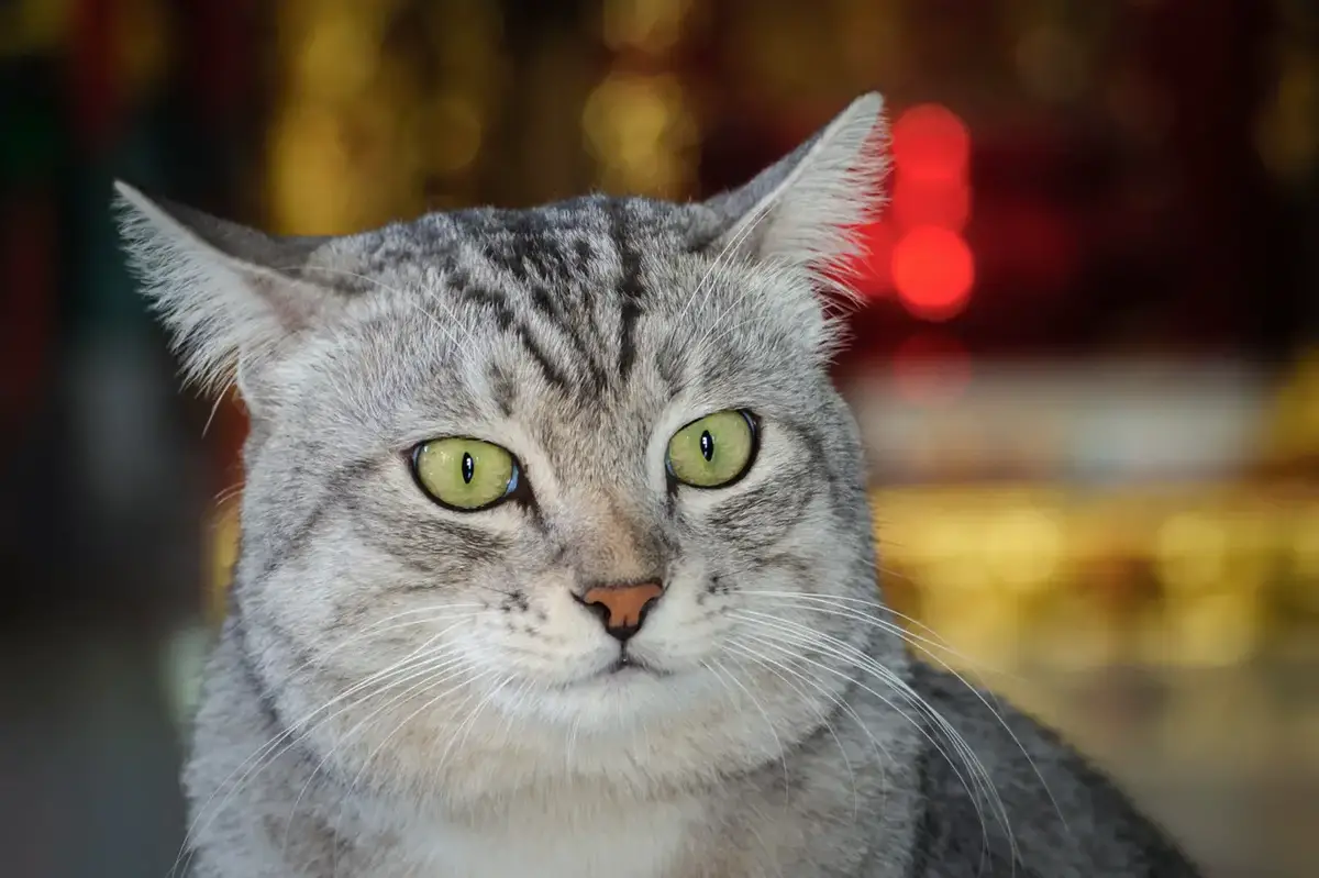 young american shorthair gray tabby cat with their ears back