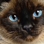 Hyperparathyroidism in Cats