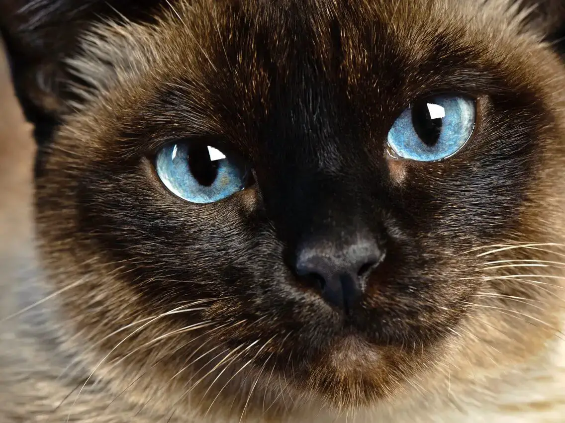 siamese cat closeup with blue eyes