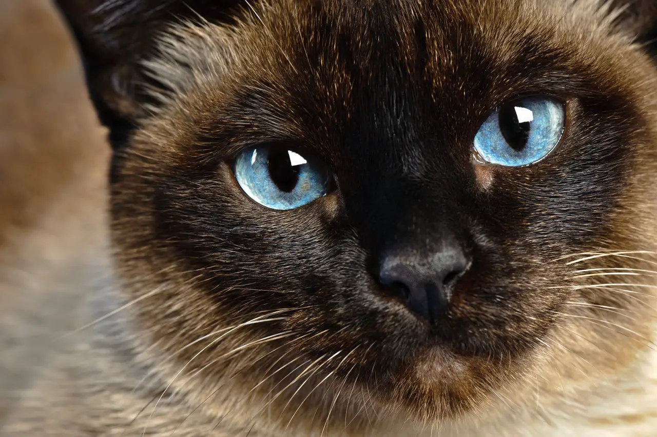 siamese cat closeup with blue eyes