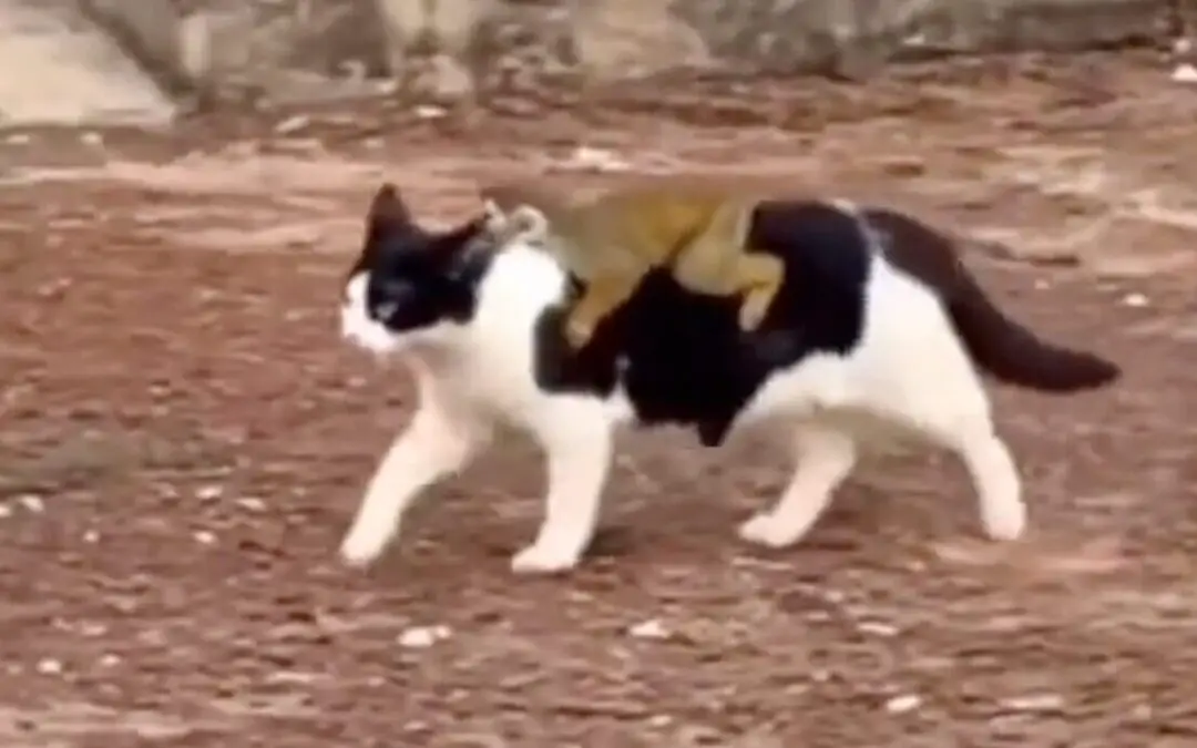 Spider Monkey Hitches a Ride On Cat