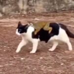 Spider Monkey Hitches a Ride On Cat