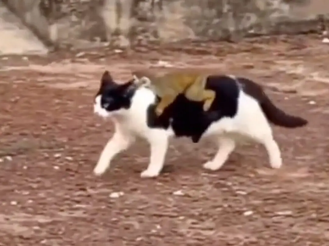 spider monkey on back of black and white cat