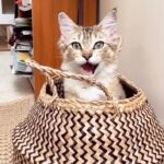 Cat Plays Peek-A-Boo with Epic Cuteness