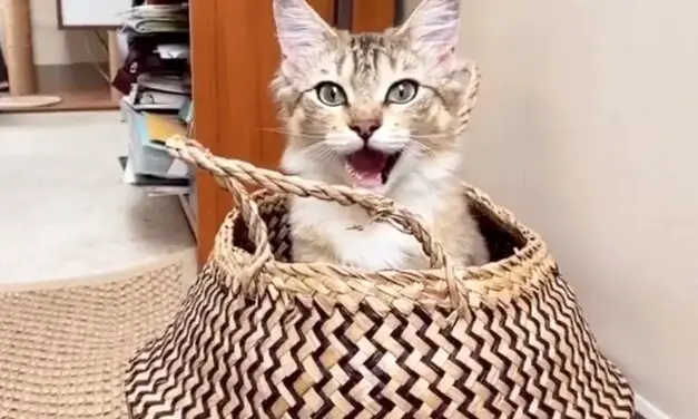 Cat Plays Peek-A-Boo with Epic Cuteness