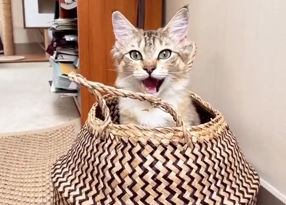 Cat Plays Peek-A-Boo with Epic Cuteness