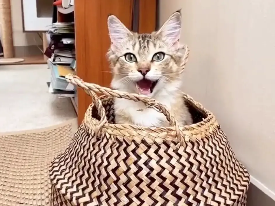 Cat surprises pet owner with a game of peek a boo