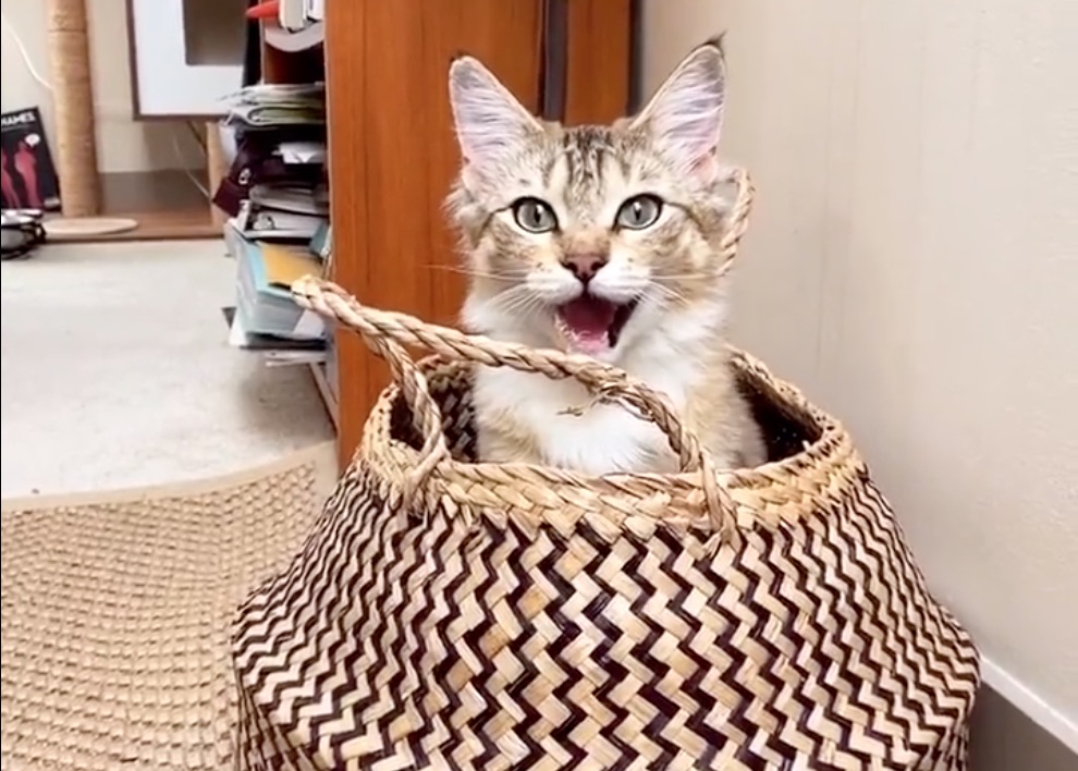 Cat surprises pet owner with a game of peek a boo