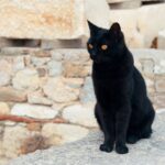 New Research on Origins of Wild Cats in Central Europe