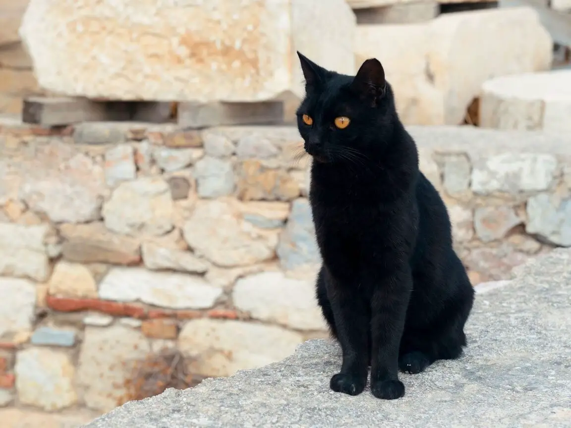 Black cat sitting among ancient ruins