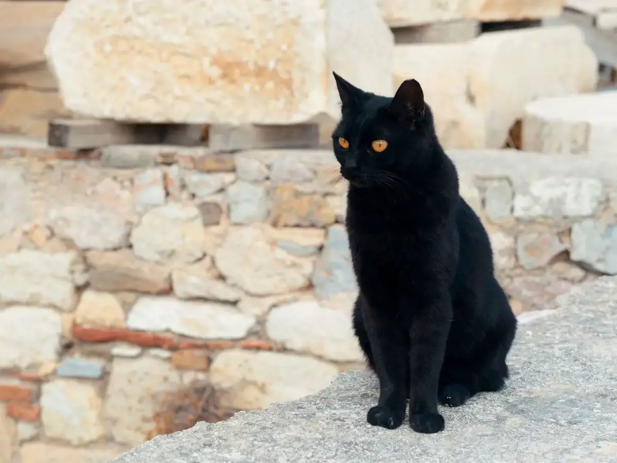 Black cat sitting among ancient ruins
