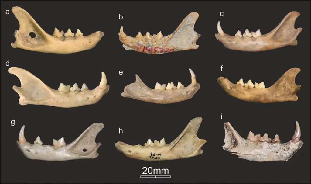 ancient cat mandibles