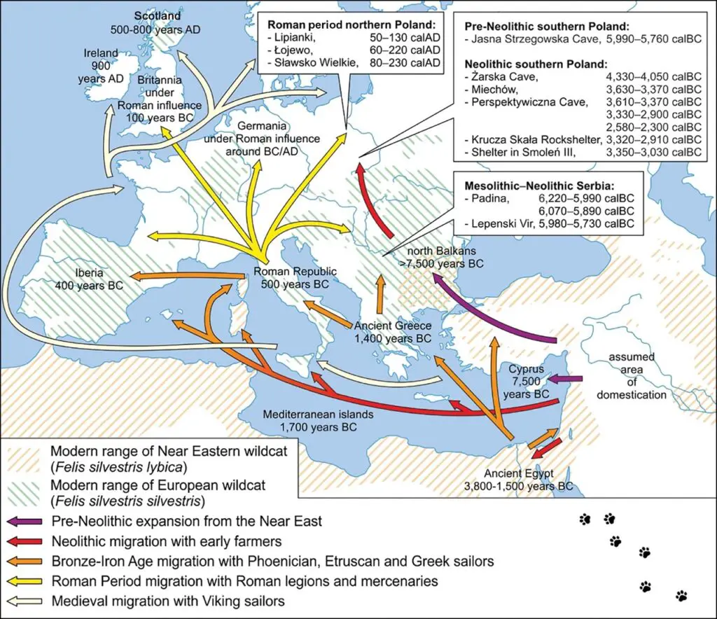 ancient cat migration patterns