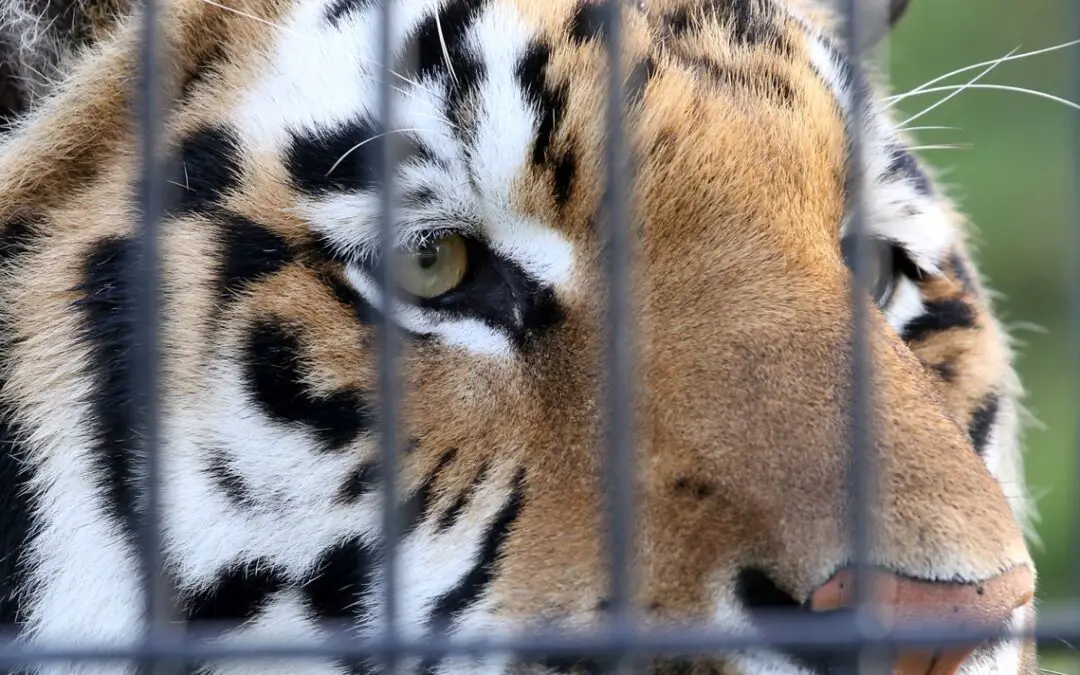 Congress passes ‘Tiger King’ bill banning private ownership of big cats