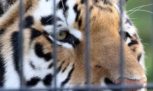 Congress passes ‘Tiger King’ bill banning private ownership of big cats