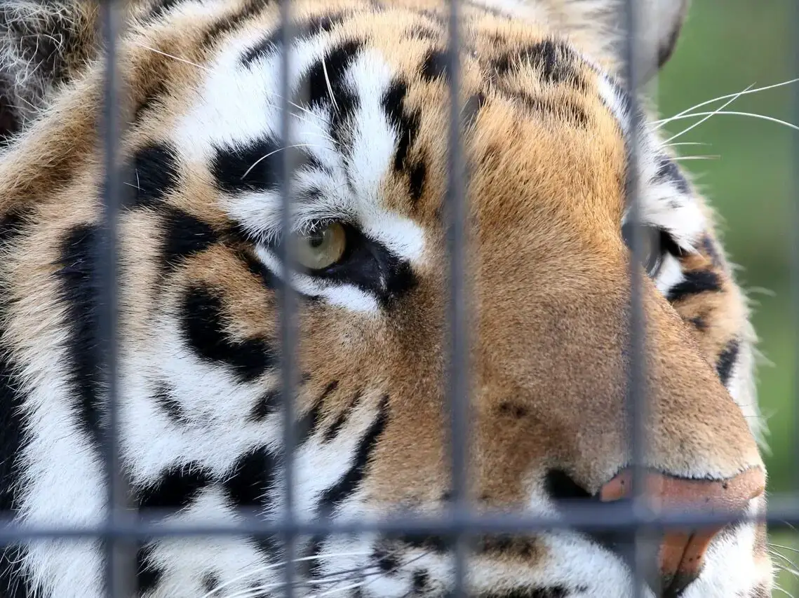 Beautiful close-up of a tiger in captivity