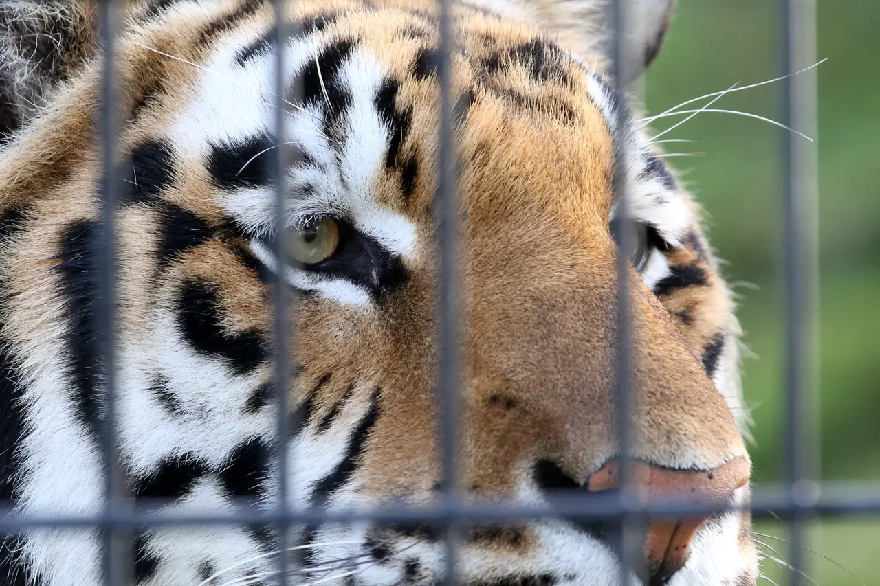 Beautiful close-up of a tiger in captivity