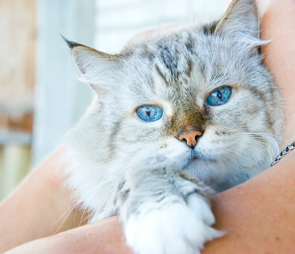 beautiful white cat on shoulder his owner