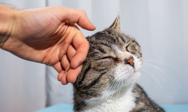 What is a pet trust and how do I set one up?
