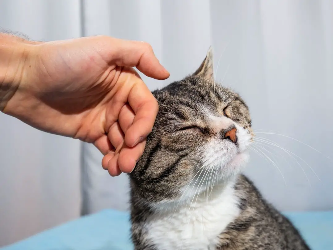 Owner stroking old cute cat at home