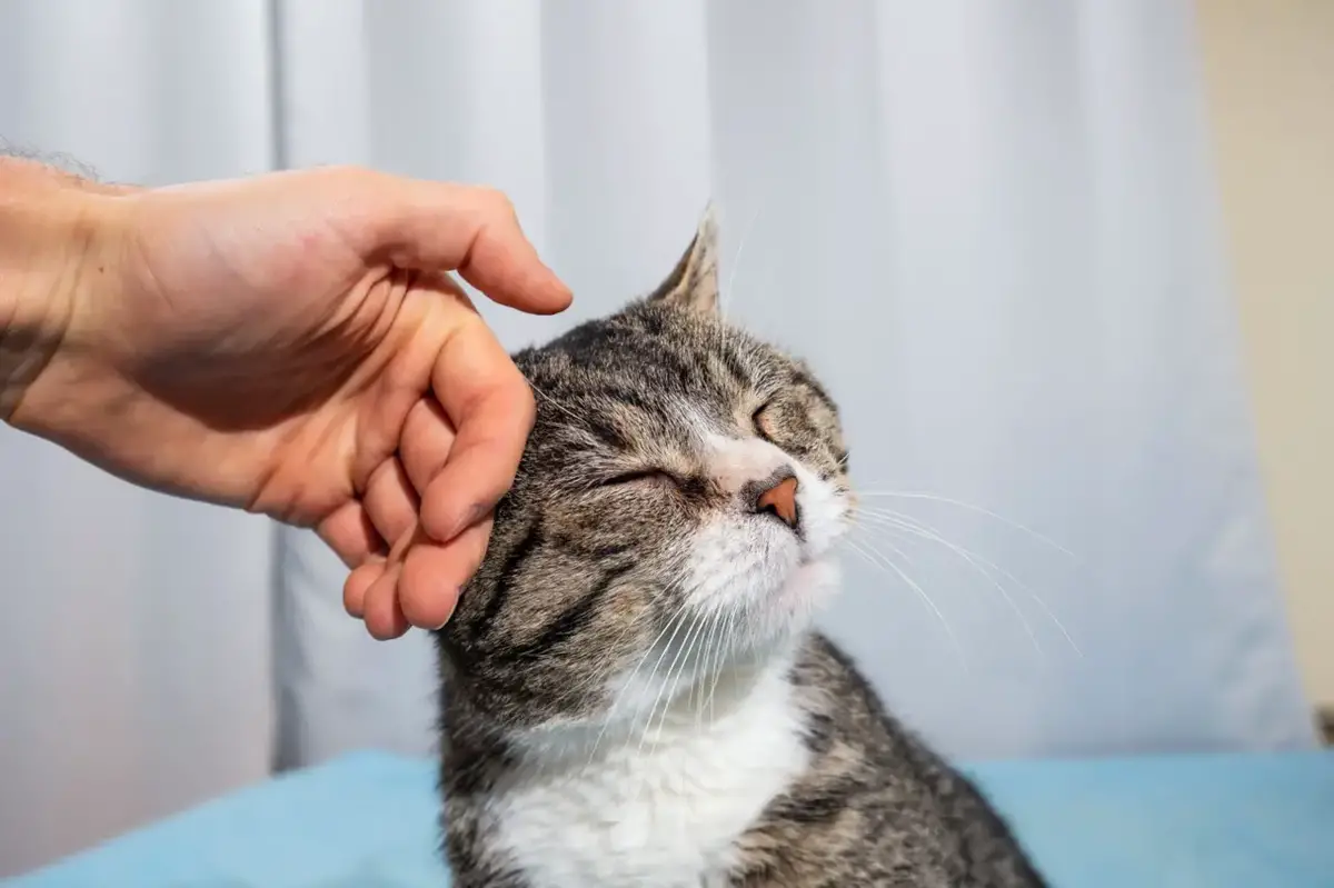 Owner stroking old cute cat at home