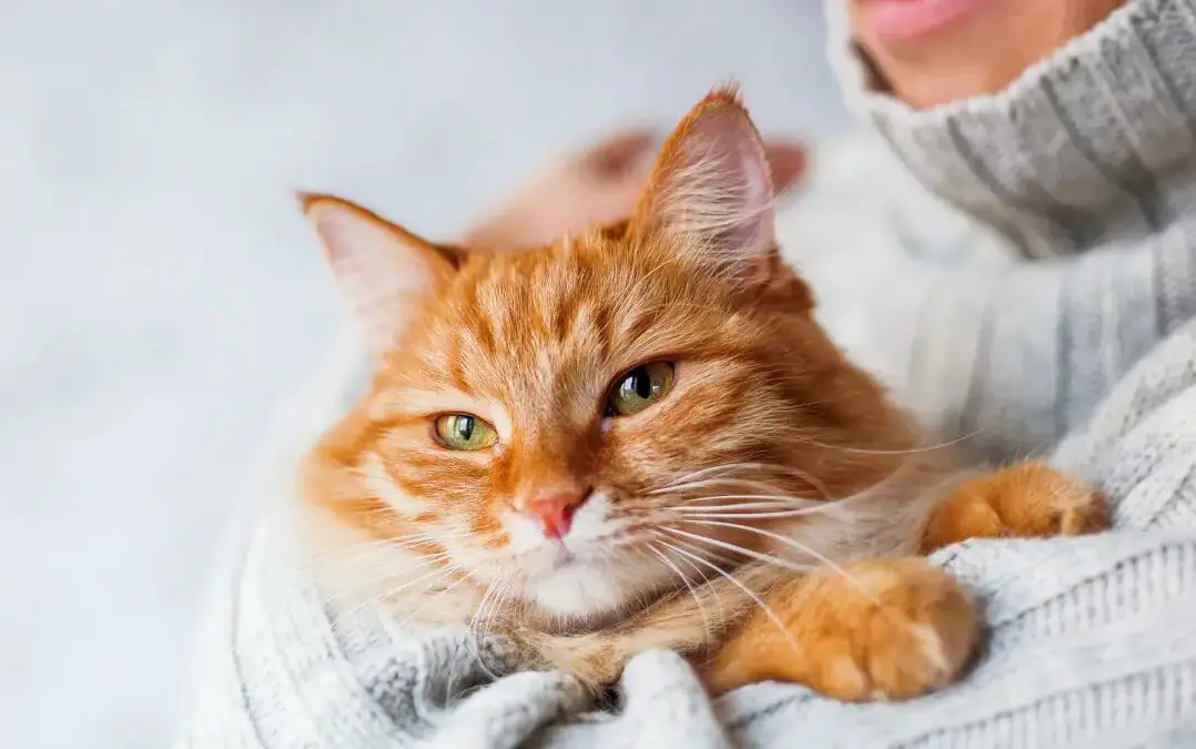 New Study Suggests Cats and Dogs Experience Feelings Like Humans