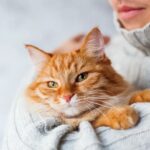 New Study Suggests Cats and Dogs Experience Feelings Like Humans