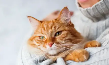 New Study Suggests Cats and Dogs Experience Feelings Like Humans