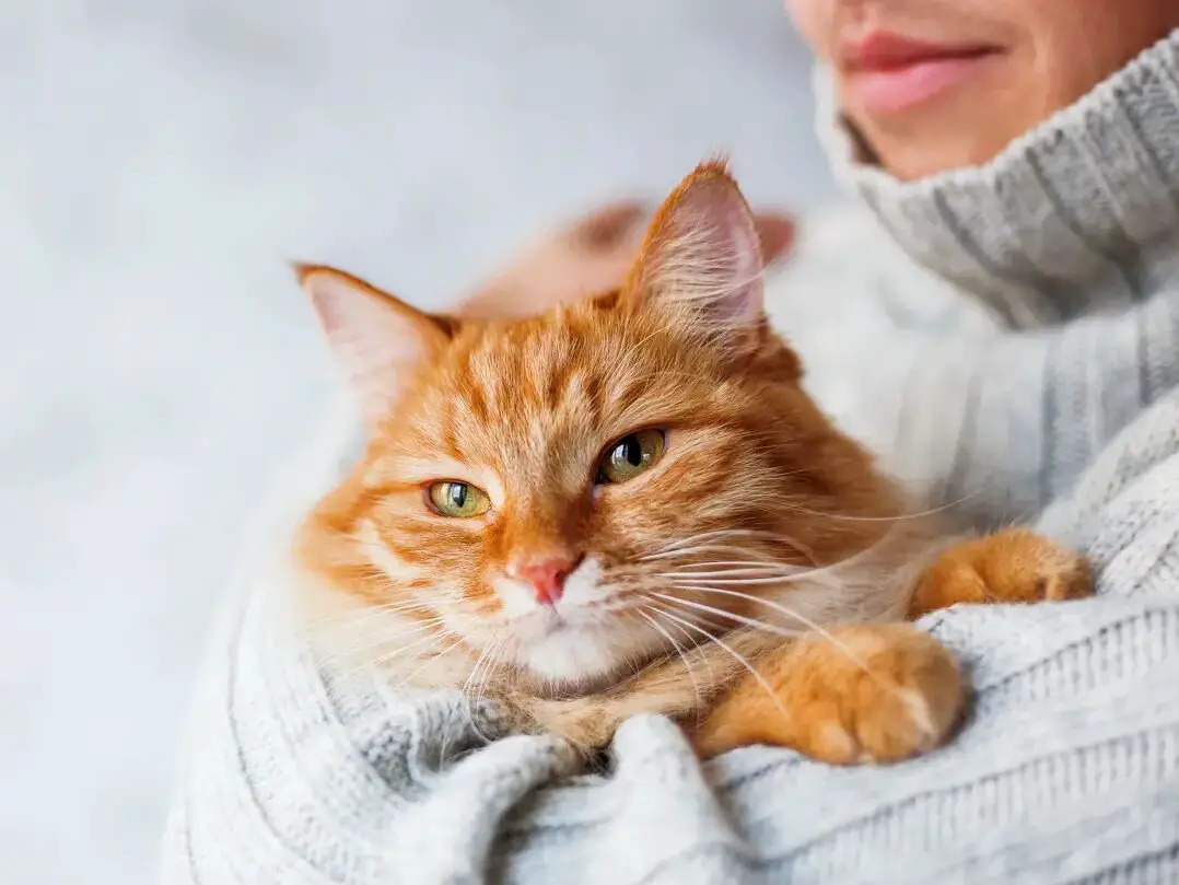 Man in knitted sweater holding ginger cat.