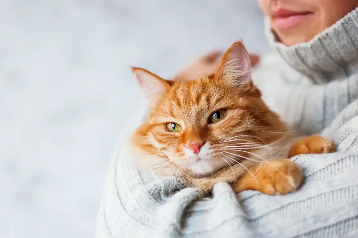 Man in knitted sweater holding ginger cat. Man in knitted sweater holding ginger cat.