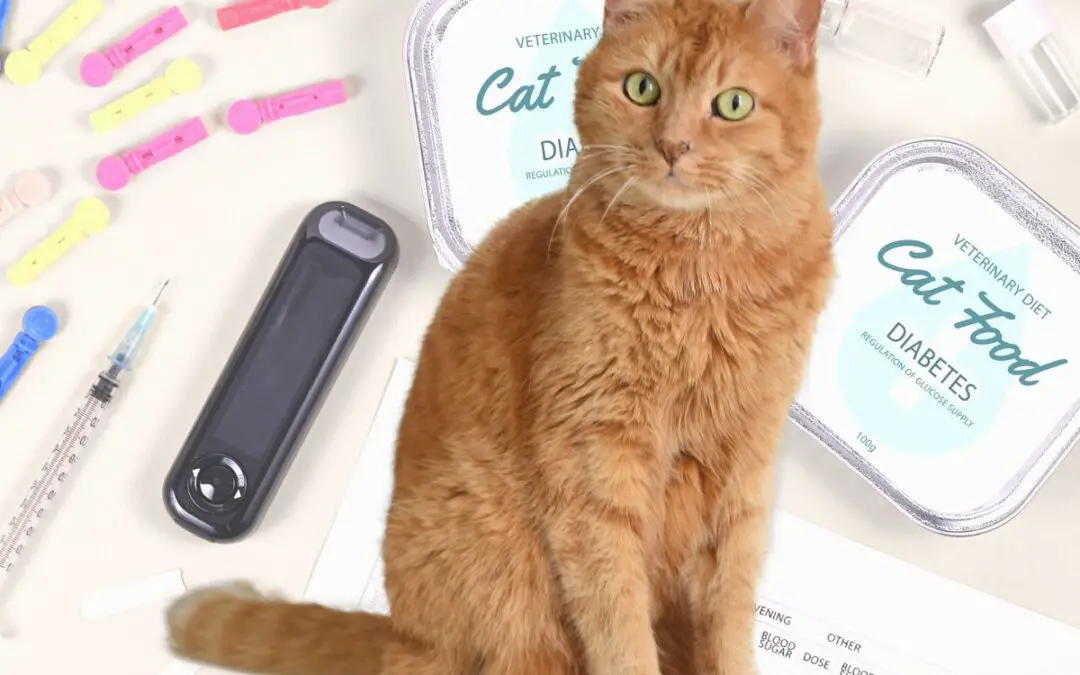 New pill treats diabetic cats without daily insulin shots