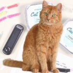 New pill treats diabetic cats without daily insulin shots
