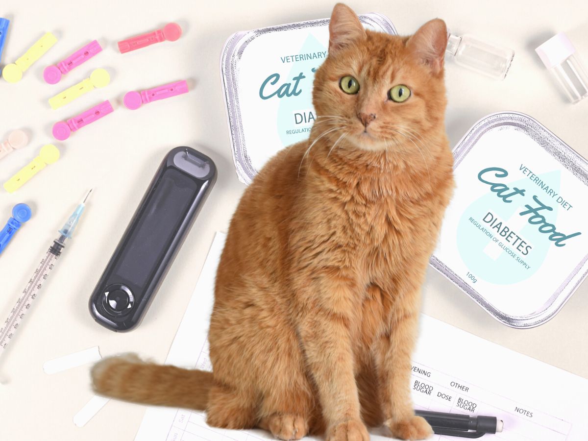 Bexacat new pill for feline diabetes