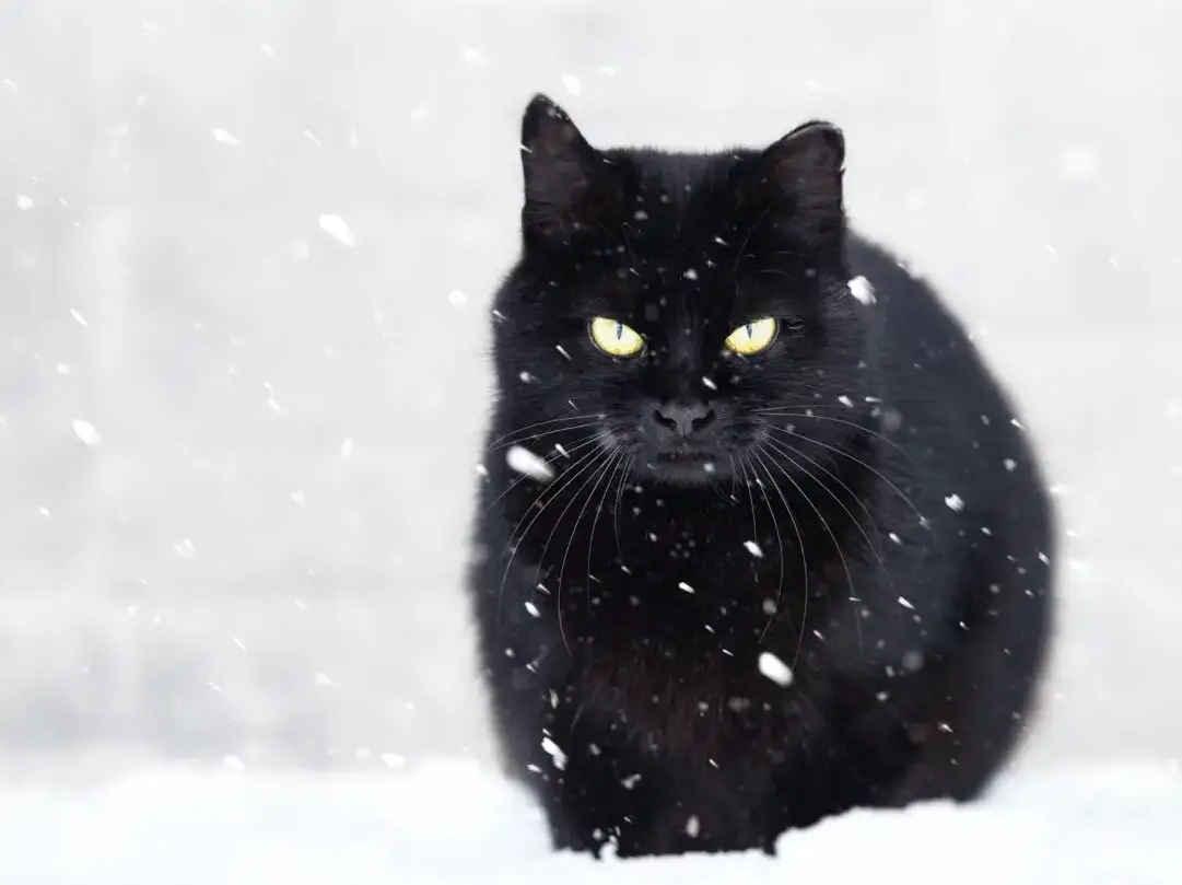 black cat and snow, snowfall