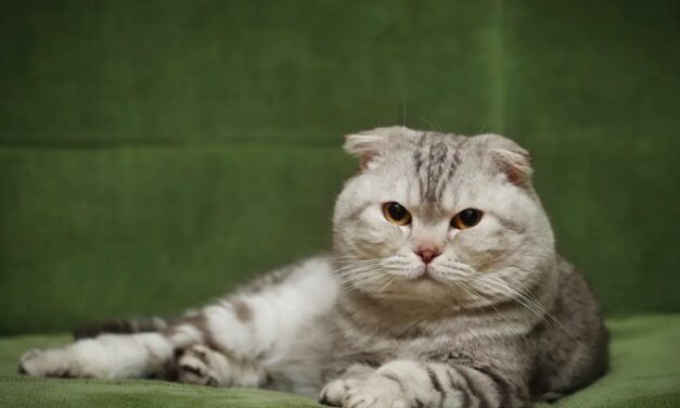 The Netherlands Wants To Ban Designer Breeds