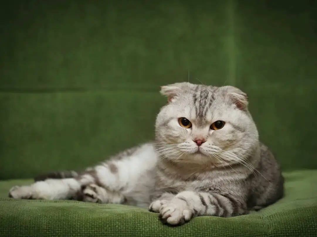 Portrait of the scottish fold cat, a designer cat breed bred for its appearance
