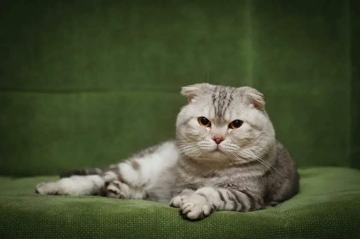 Portrait of the scottish fold cat, a designer cat breed bred for its appearance